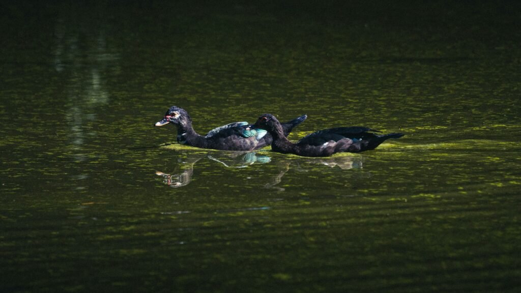 A couple of ducks floating on top of a lake